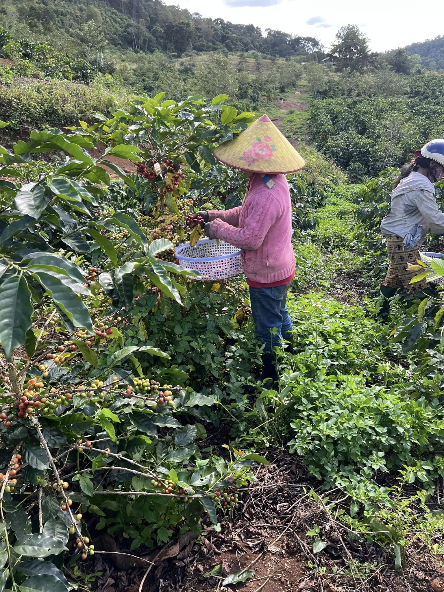 Người hái cà phê tại vùng nguyên liệu Bana'A
