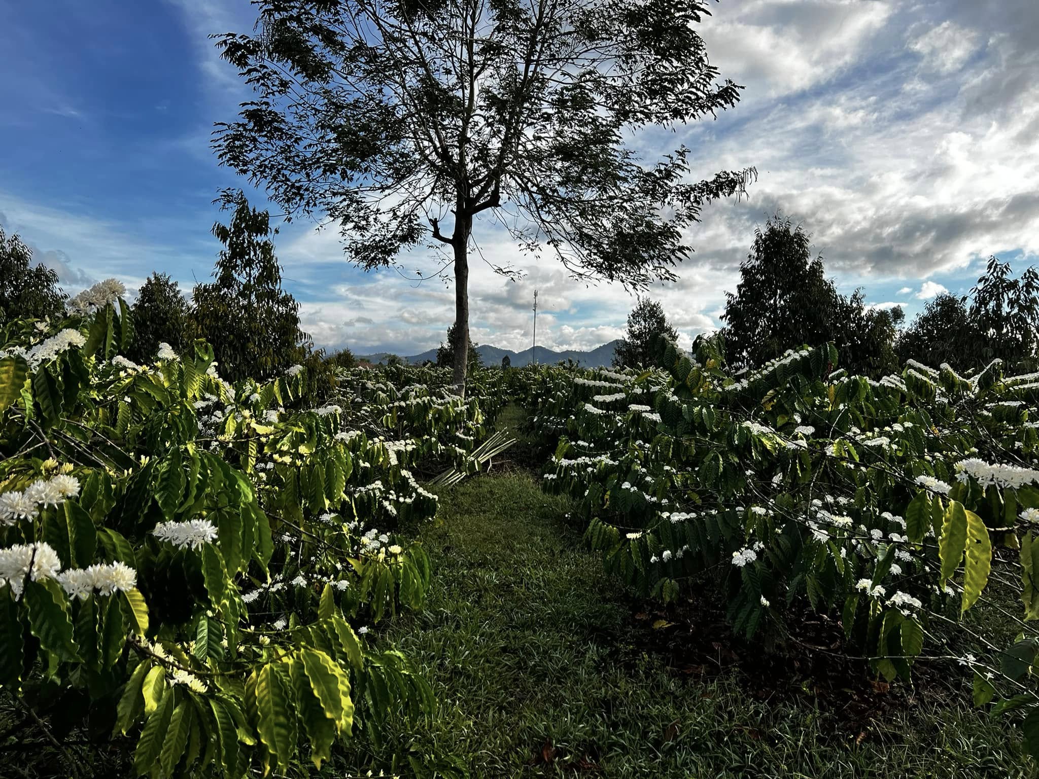 Cà phê đặc sản từ farm Bana'A